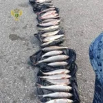Ахмед Гаджимагомедов возвращается на ковер в рамках титульного реванша против Кайла Дейка