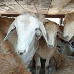Эксперт порекомендовал родителям ограничить доступ детям к банковским приложениям